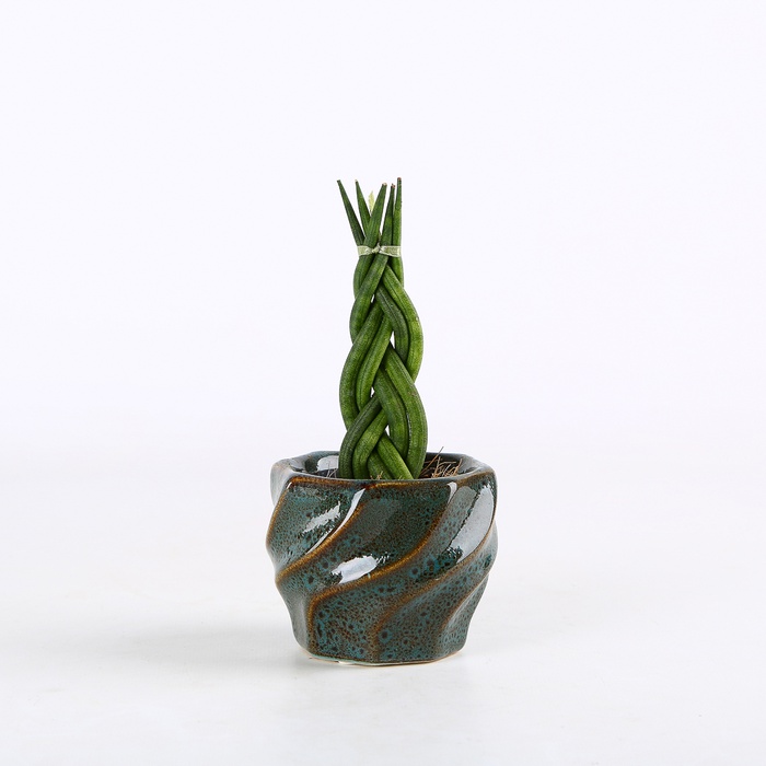 Сансевієрія в горшку, XS