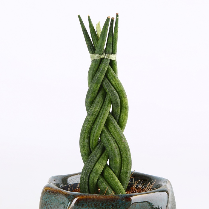Сансевієрія в горшку, XS