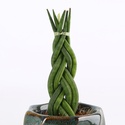 Сансевієрія в горшку, XS