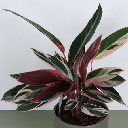 Строманта у горщику