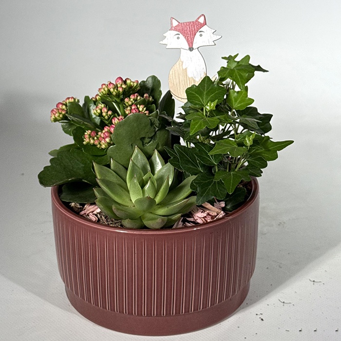 Ечіверія та каланхое кашпо