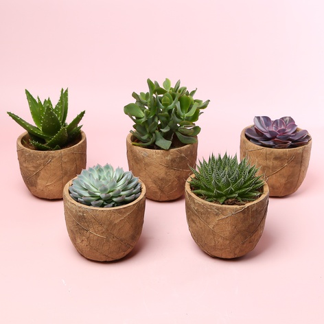 Сукулент мікс в кашпо, S