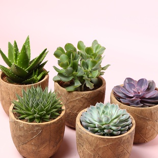 Сукулент мікс в кашпо, S