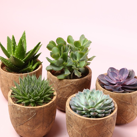 Сукулент мікс в кашпо, S