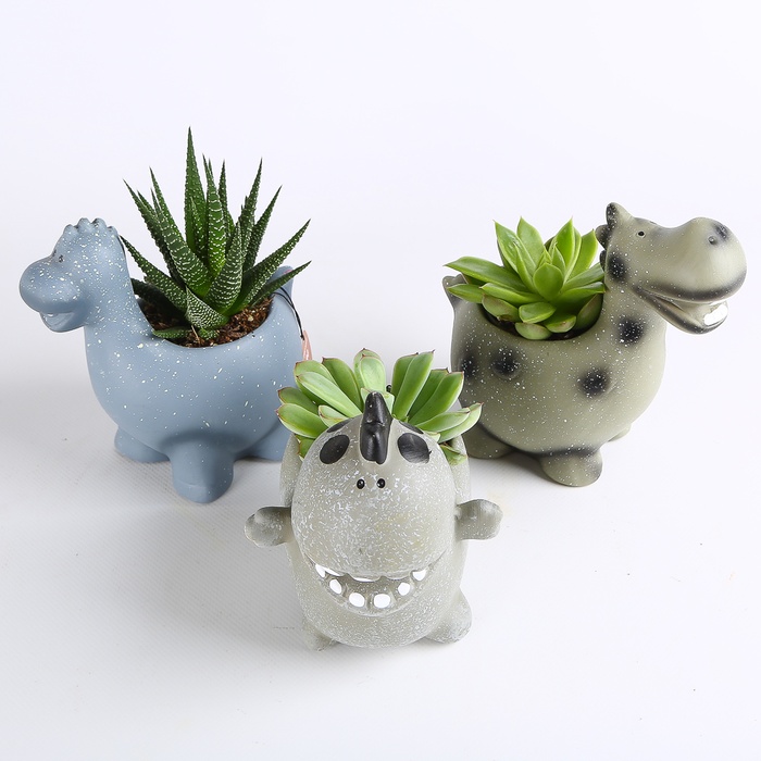 Сукулент мікс в кашпо, S