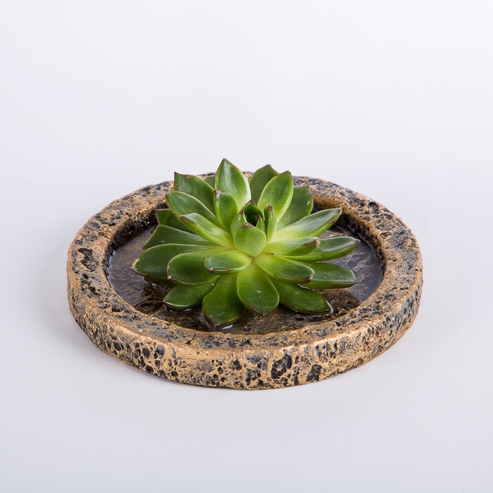 Эчиверия на подставке