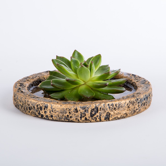 Эчиверия на подставке