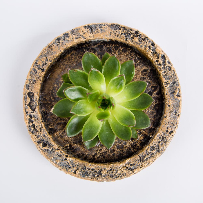 Эчиверия на подставке