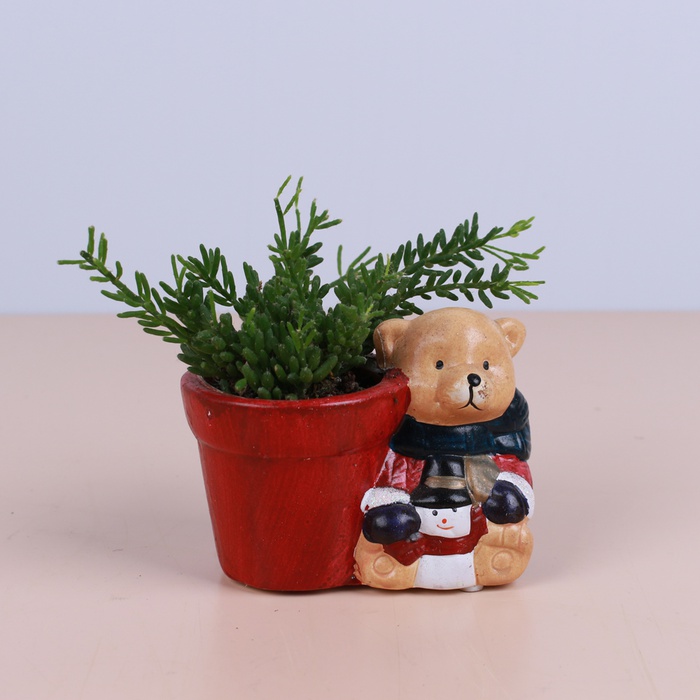 Рипсалис в кашпо