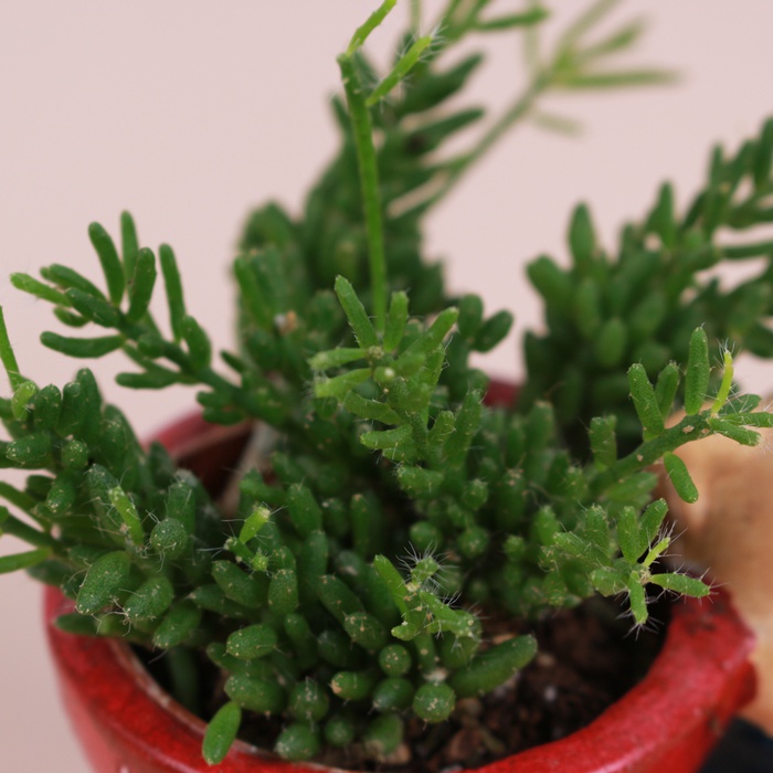 Рипсалис в кашпо