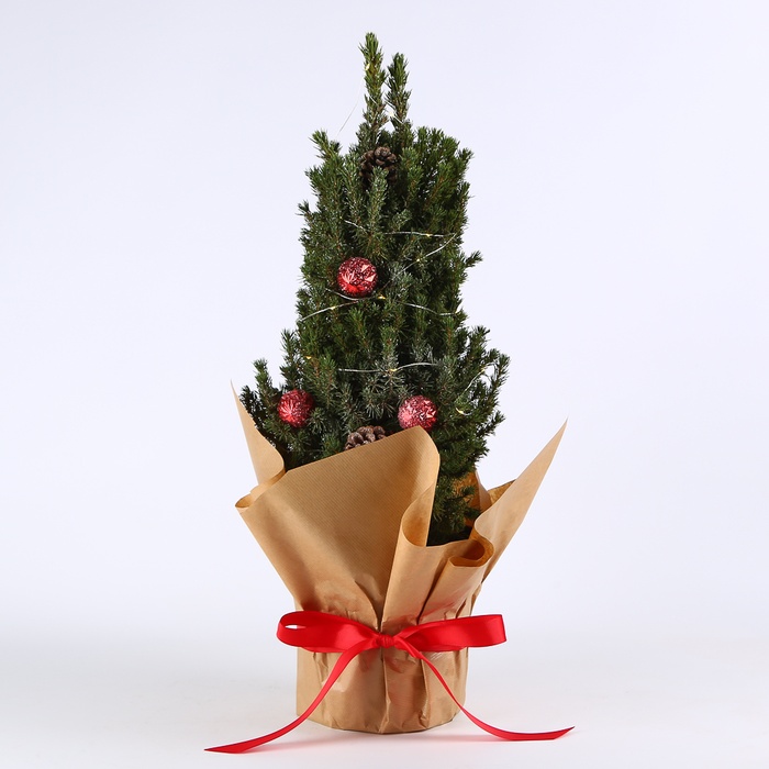 Ялинка коніка в горщику з гірляндою