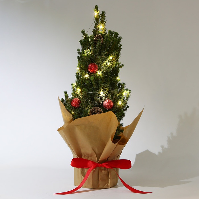 Ялинка коніка в горщику з гірляндою