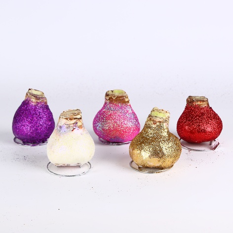 Амариліс у воску