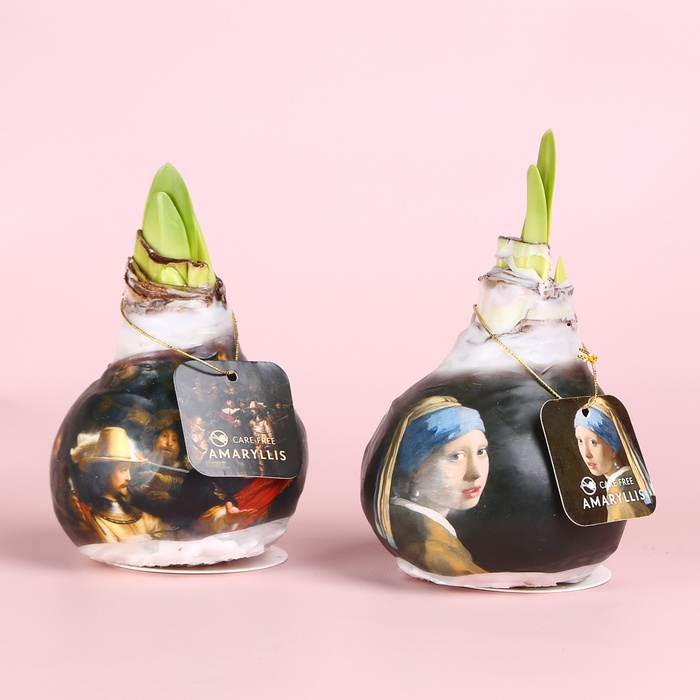 Амариліс у воску принт