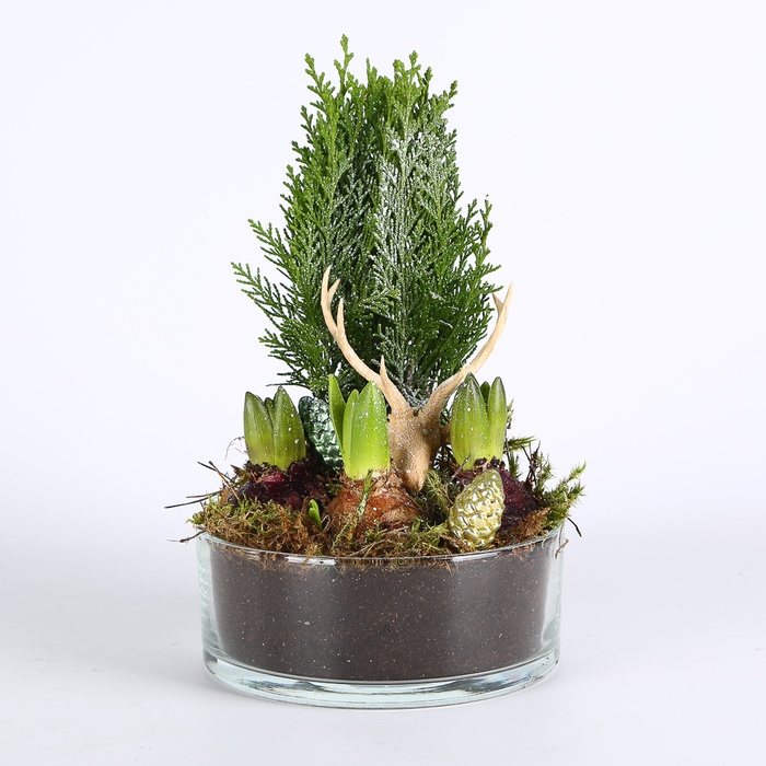 Композиція новорічна з гіацинтом