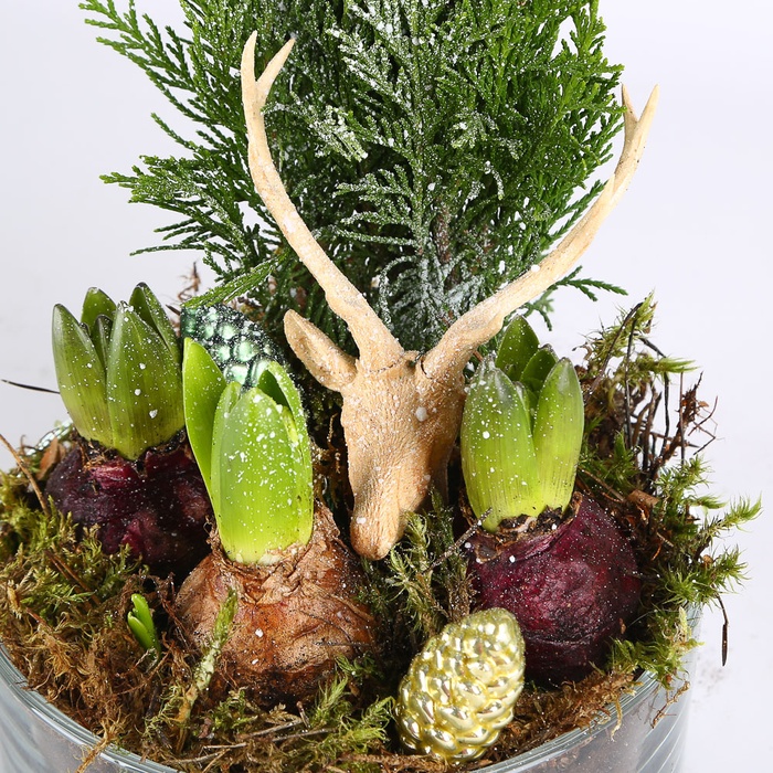 Композиція новорічна з гіацинтом