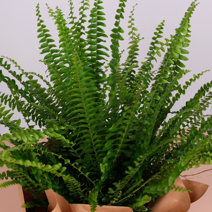 Нефролепіс у горщику, M