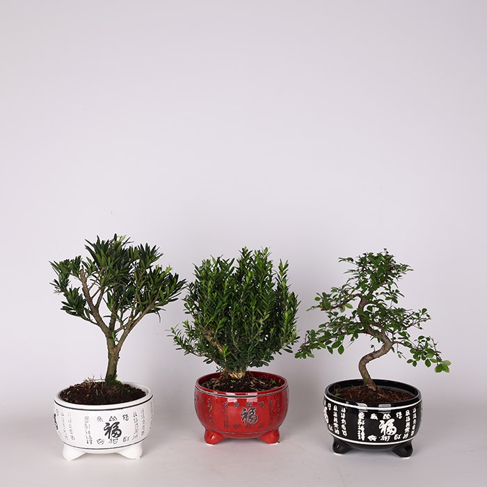 Бонсай у кашпо