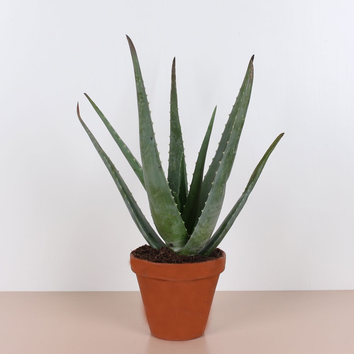 Алоэ в горшке, M