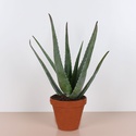 Алоэ в горшке, M