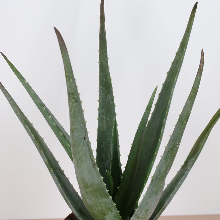 Алоэ в горшке, M