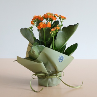 Каланхое у горщику, S