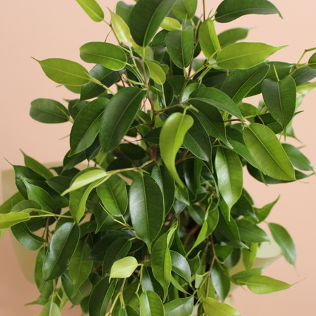 Фікус Be Natasja у горщику