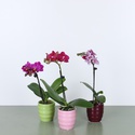 Орхидея мини в горшке микс