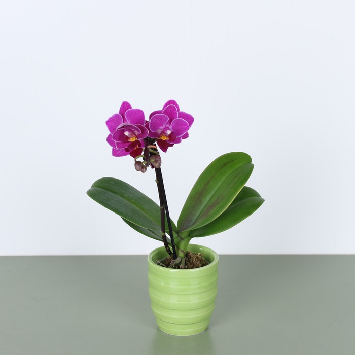 Орхидея мини в горшке микс