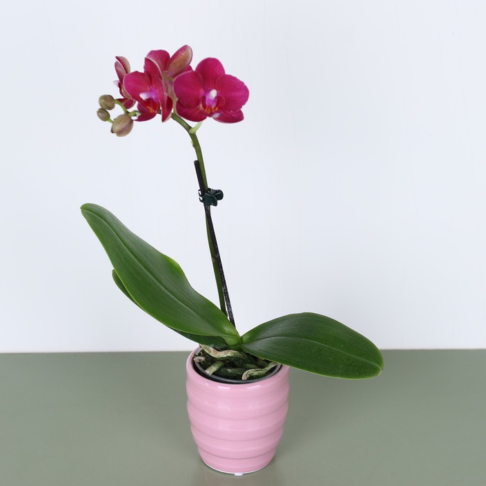 Орхидея мини в горшке микс