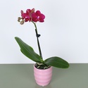Орхидея мини в горшке микс