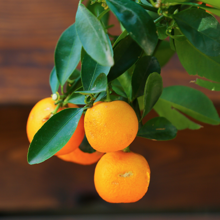 Цитрусове дерево в горшку, L