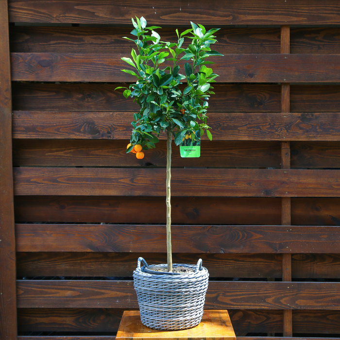 Цитрусове дерево в горшку, L
