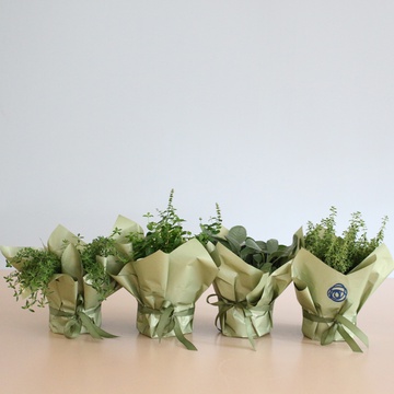 Пряні трави мікс у горщику