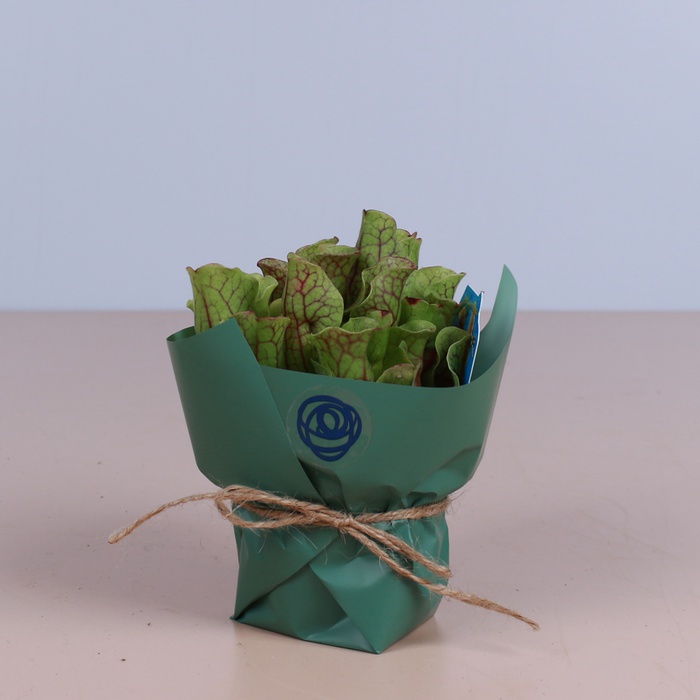 Саррацения пурпурная в горшке