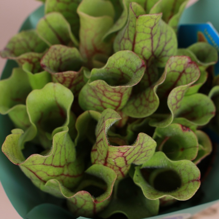 Саррацения пурпурная в горшке