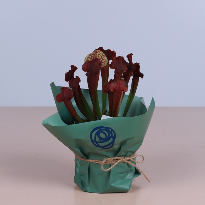 Саррацения в горшке