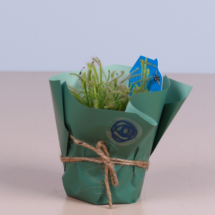 Росянка капская в горшке