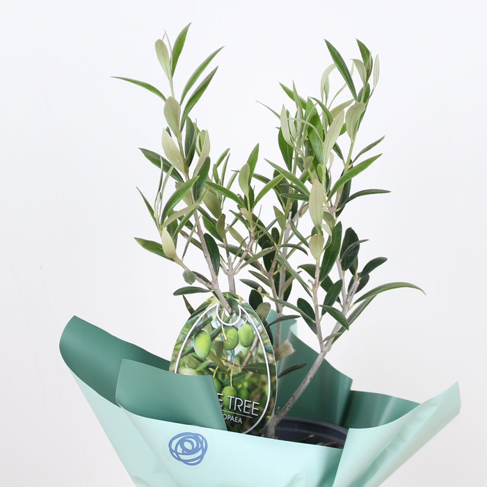 Олива в горщику, S