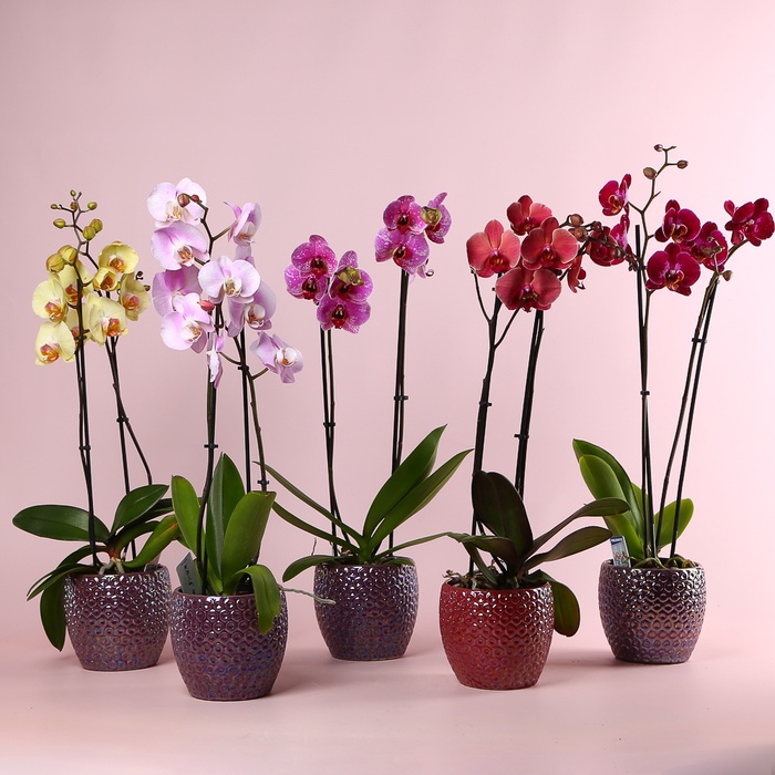 Орхідея Фаленопсис мікс 2 гілки в горшку