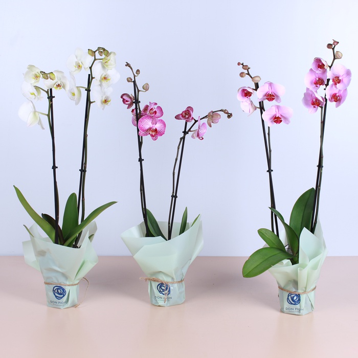 Орхидея Фаленопсис микс 2 ветки в горшке
