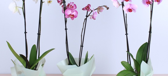 Акция на орхидеи