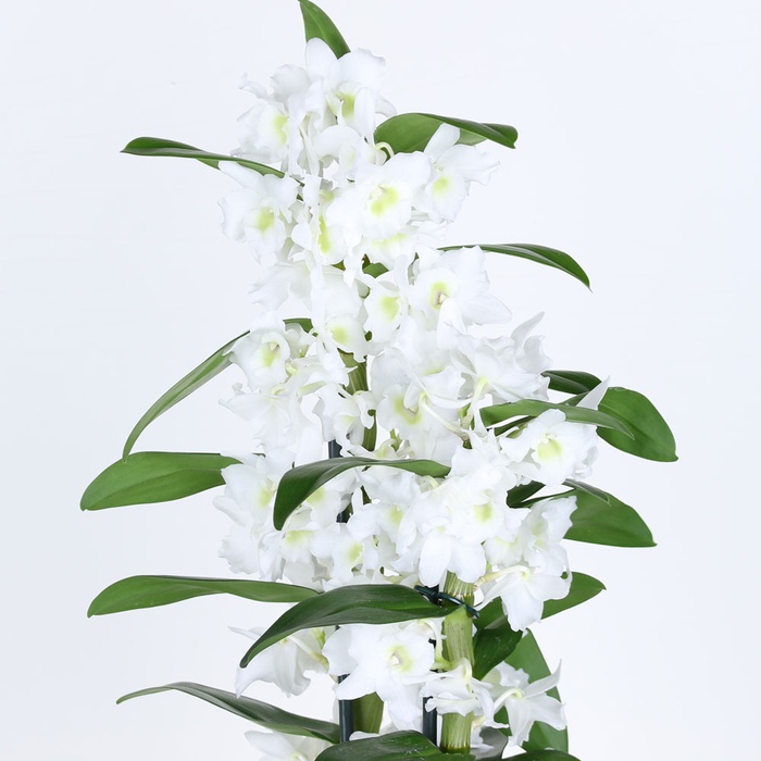 Орхидея Дендробиум в горшке