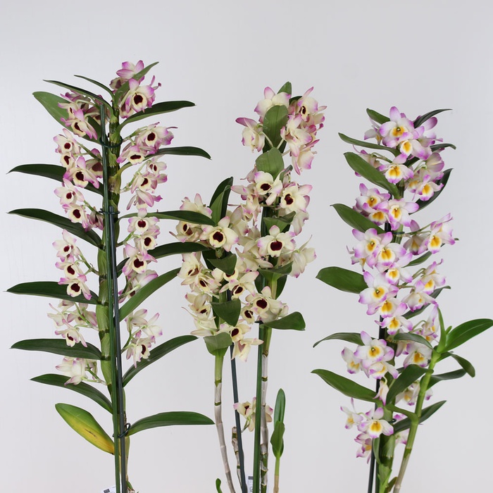 Орхидея Дендробиум в горшке