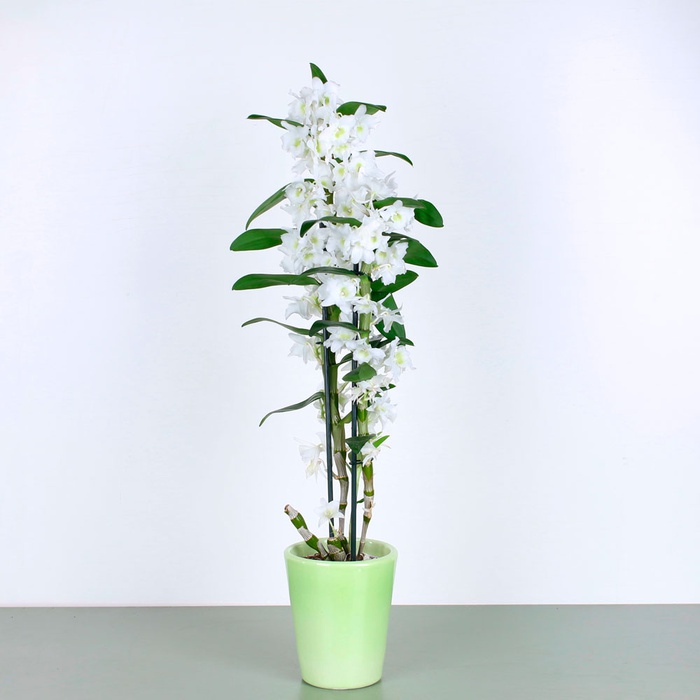 Орхидея Дендробиум в горшке