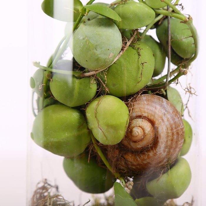 Дисхидия в колбе