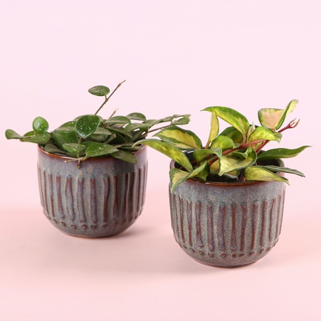 Хойя mix в горщику