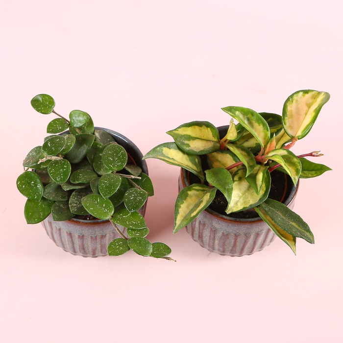 Хойя mix в горщику