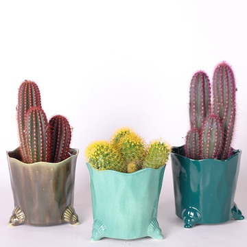 Цветной кактус в ассортименте