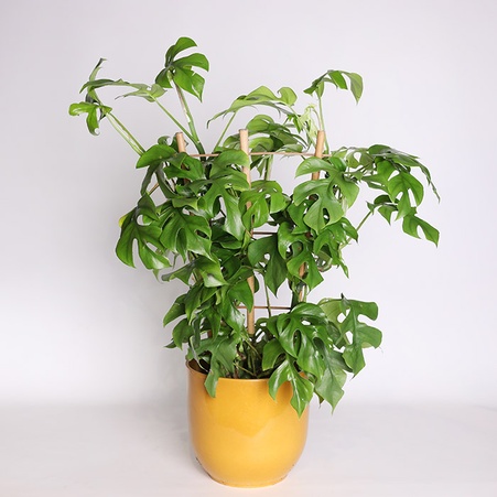 Монстера Deliciosa в горшке